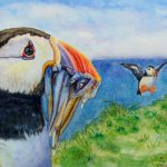 the days catch atlantic puffins