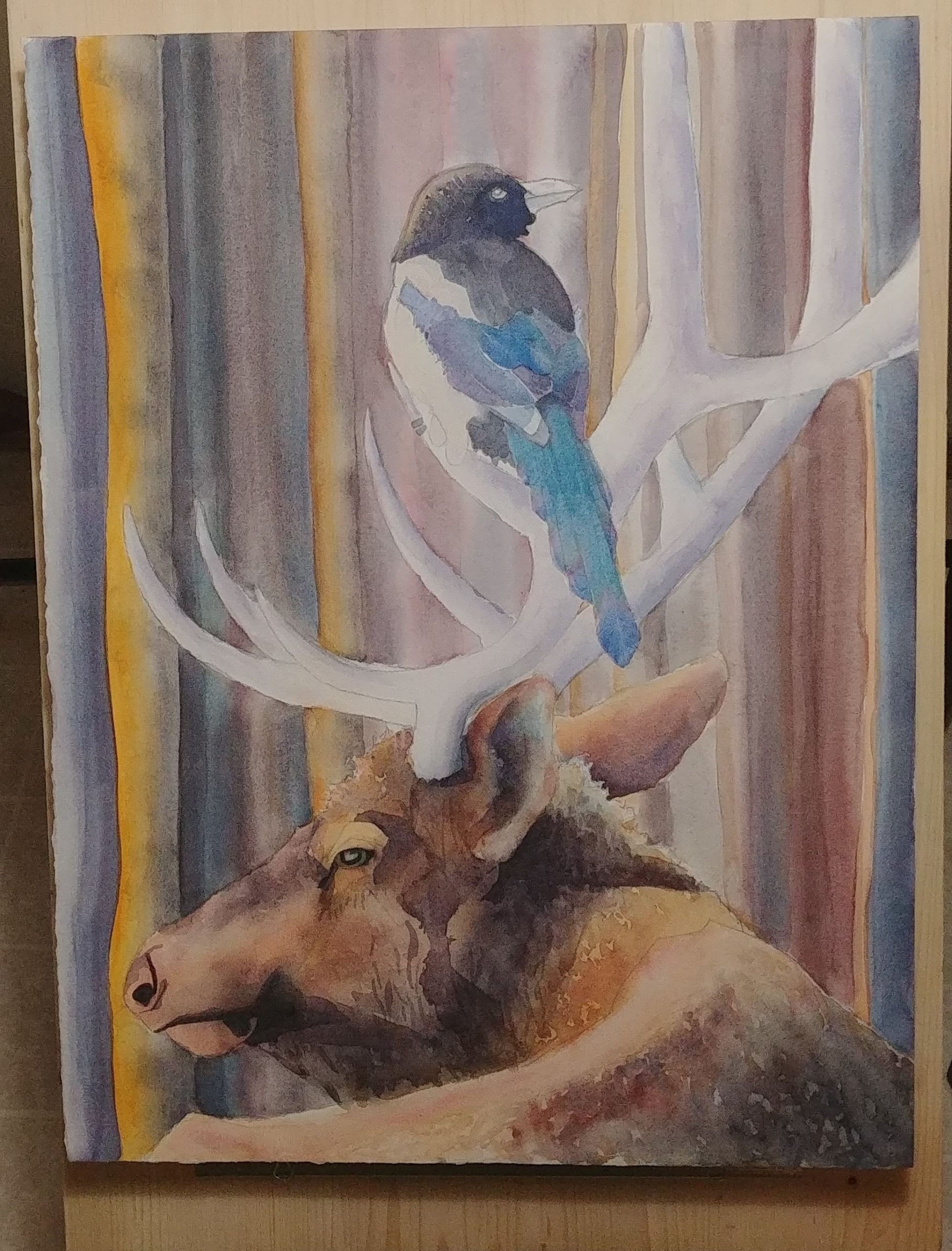 magpie and the elk