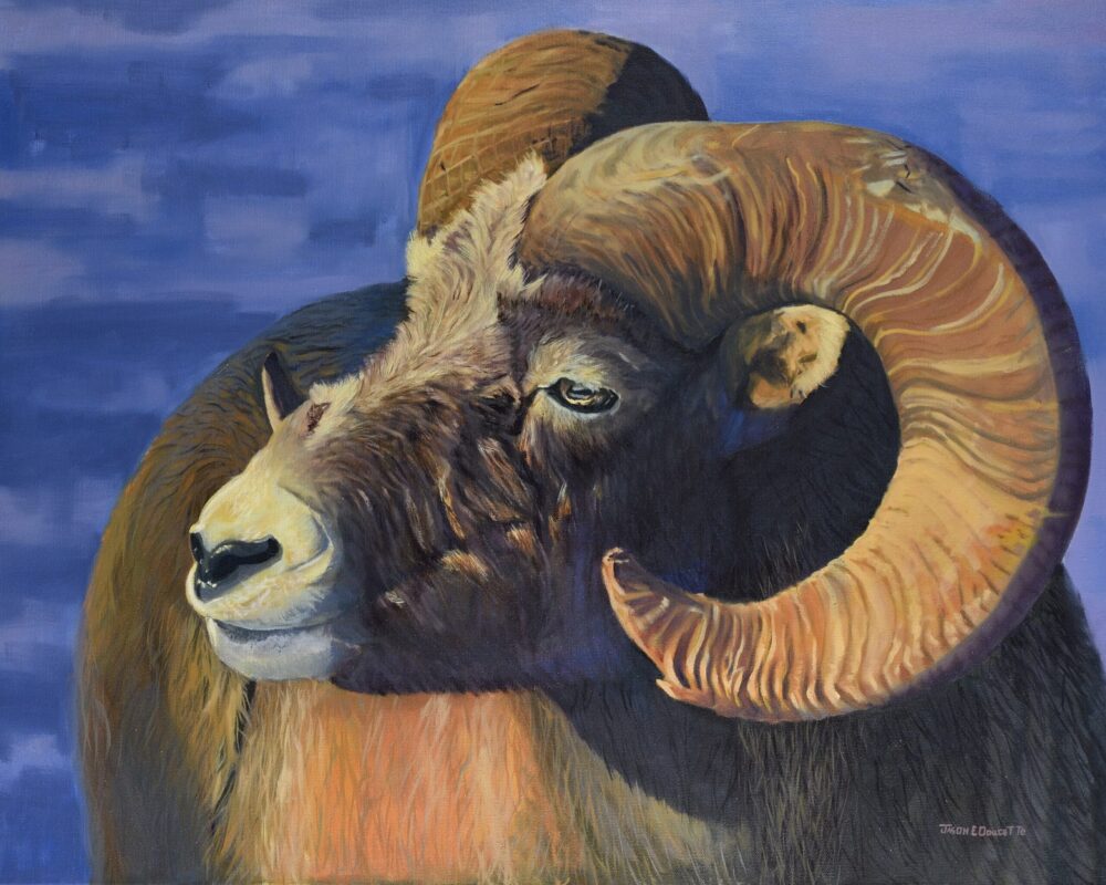 Suns Warmth – Big Horn Sheep
