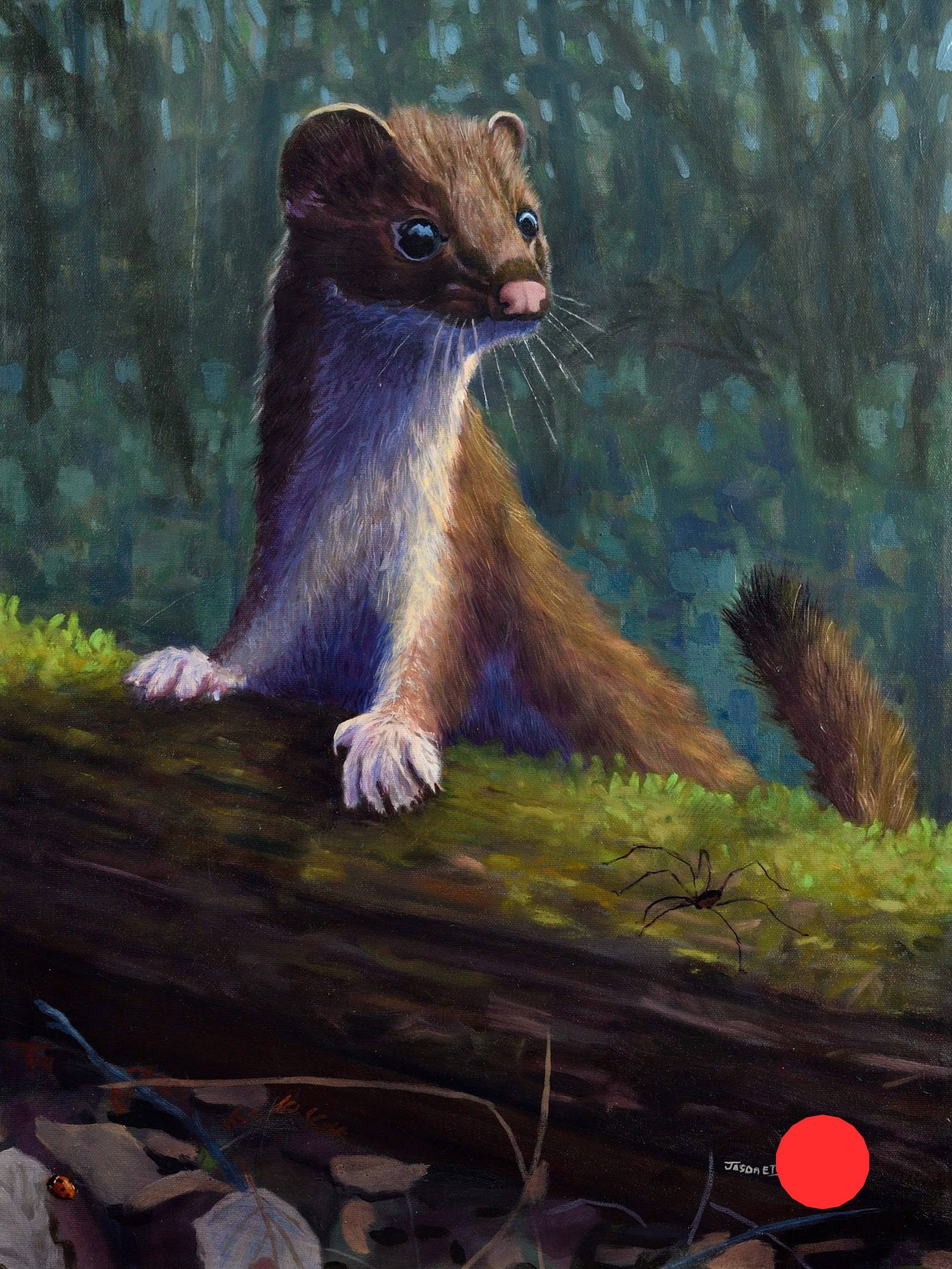 One Afternoon – Stoat (Short Tailed Weasel)